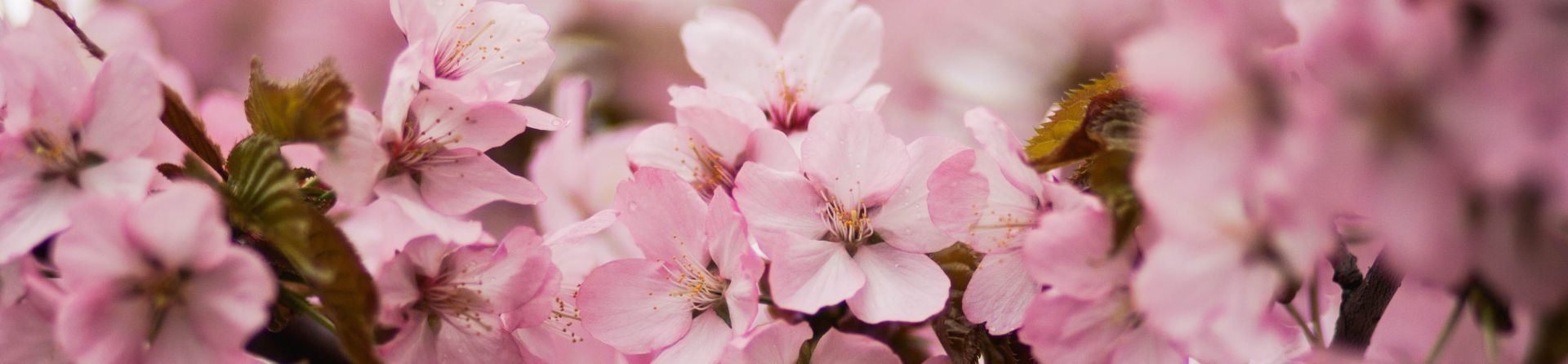 Pink Cherry Blossoms